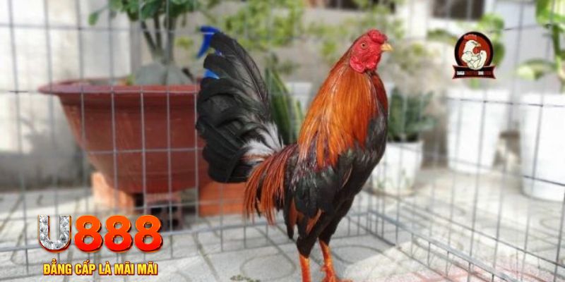 188bet app casino máy tính